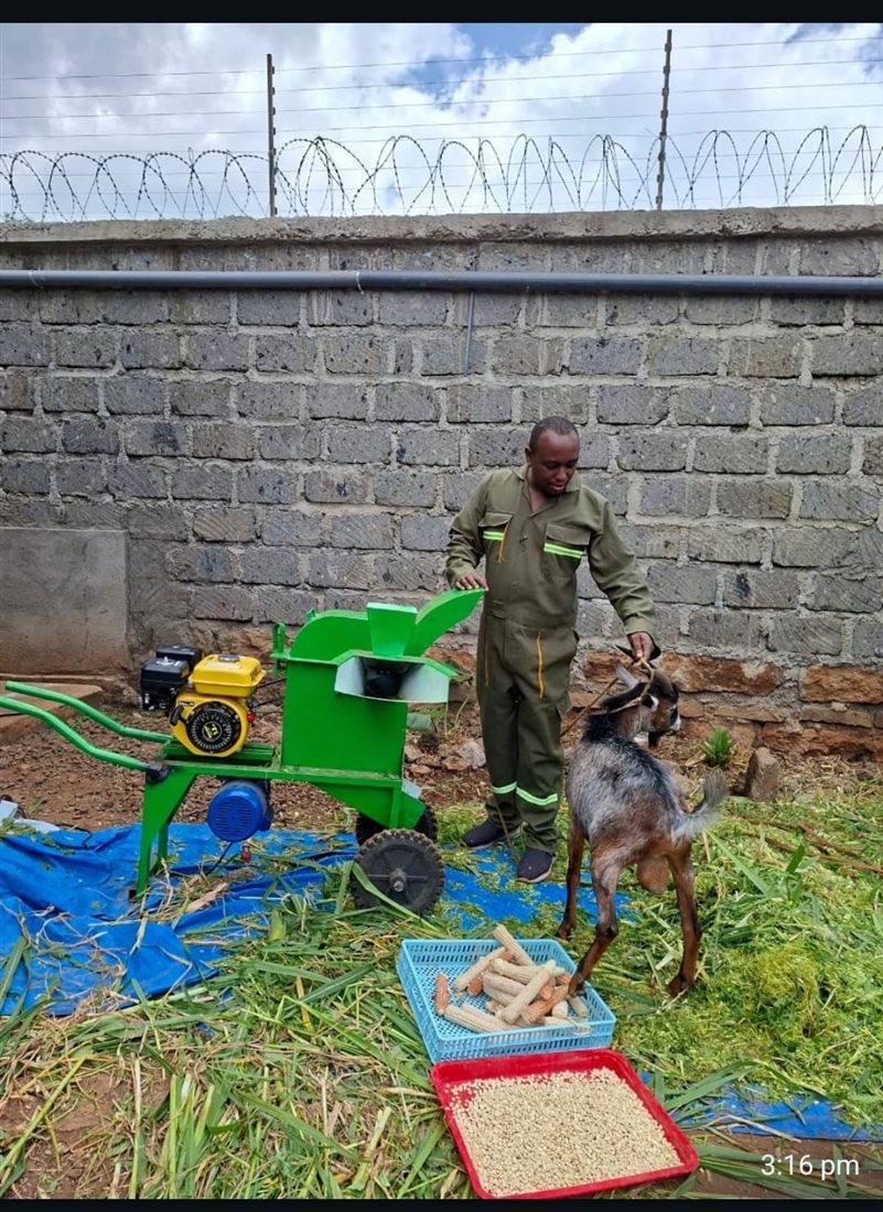 A green petrol-engine chopper shredding fresh fodder outdoors, with maize cobs and feed trays beside it