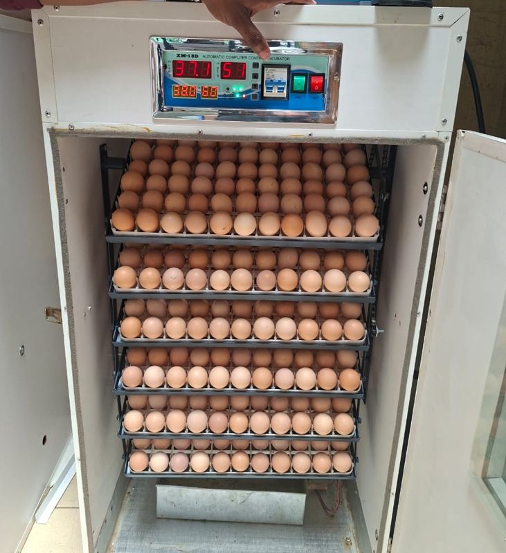 Commercial incubator full of eggs with an XM-18D controller