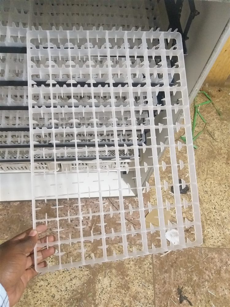 Clear plastic egg setter tray with a grid of egg slots
